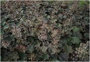 붉은단풍취(국화과)